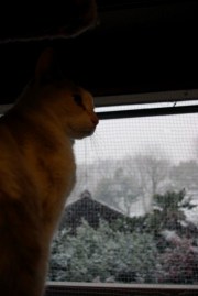 雪見ネコ
